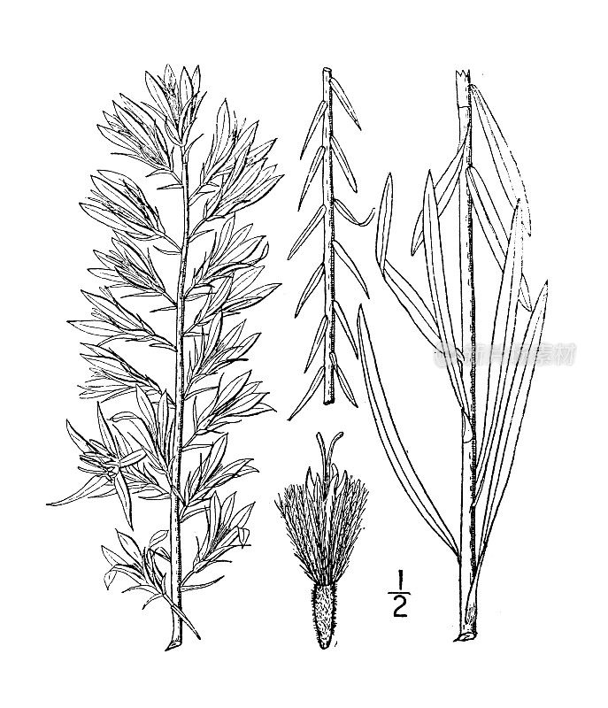 古植物学植物插图:Lacinaria elegans，英俊的炽星